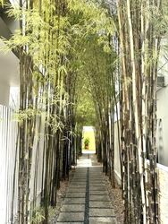 The Shaughnessy (D27), Terrace #596519021